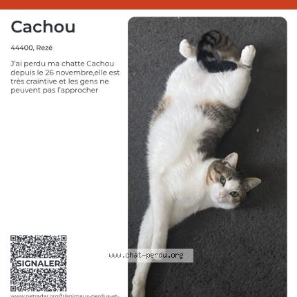Photo 1/1 Cachou Chat lost in Reze