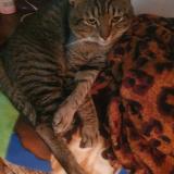 Picture of cat lost at Pretoria