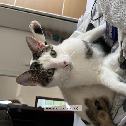 Foto van vermiste kat in Verviers