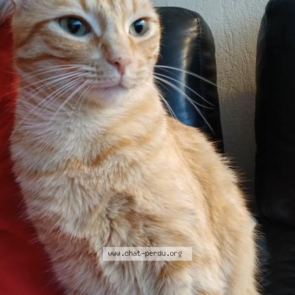 Photo 1/1 UNO Chat lost in Orvault