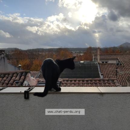 Photo 1/1 Pépito Chat lost in Gardanne