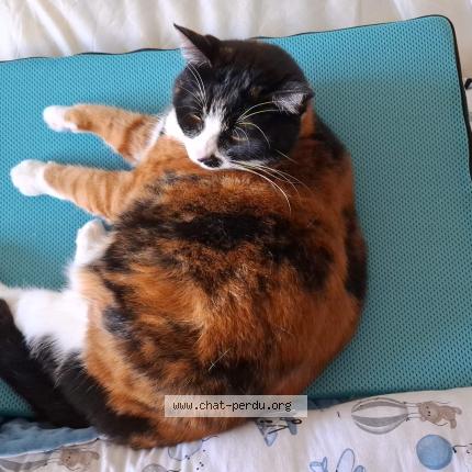 Photo 1/2 Pandora Chat lost in Vannes