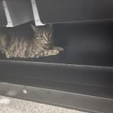 Picture of cat lost at Saint Georges Sur Moulon