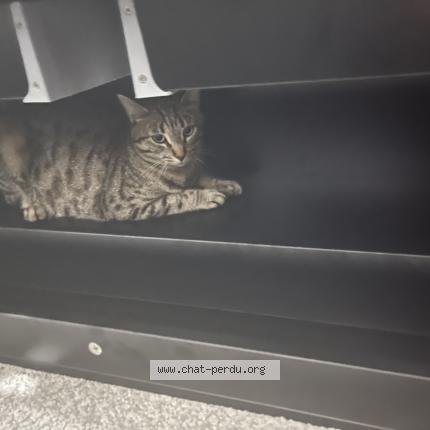 Photo 1/1 Milo Chat lost in Saint georges sur moulon