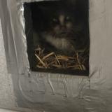 Picture of cat found at Viuz En Sallaz