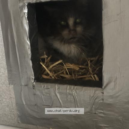 Photo 1/1 Found cat Found in Viuz en sallaz