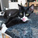 Picture of cat lost at Koekelberg