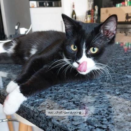 Photo 1/1 Matsa Chat lost in Koekelberg