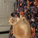 Picture of cat lost at Lathrop