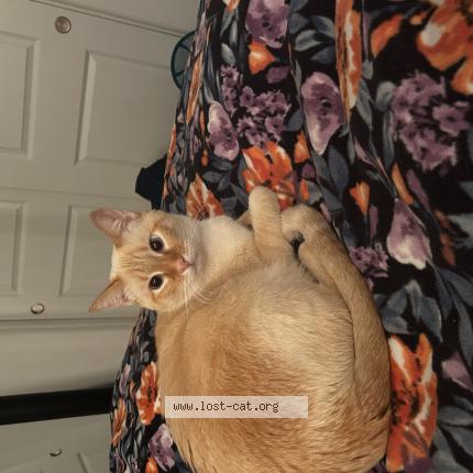 Photo 1/1 Polo Chat lost in Lathrop