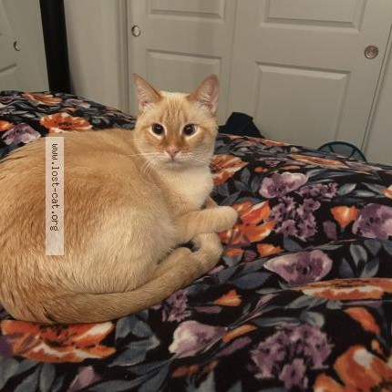 Photo 1/1 Polo Cat lost in Lathrop