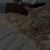 Picture of cat lost at Koetzingue