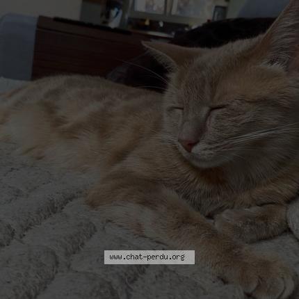 Photo 1/1 Tigrou Chat lost in Koetzingue