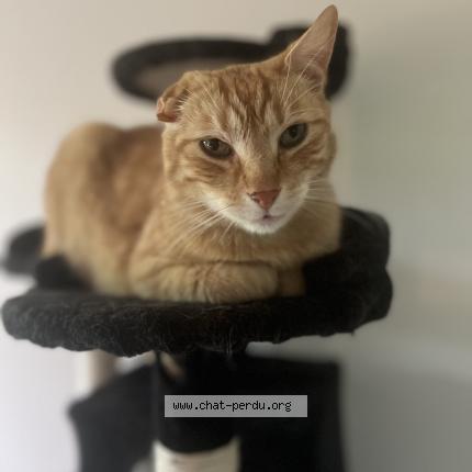 Photo 1/1 Mimi - Harry Chat lost in Besancon