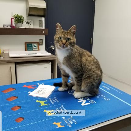 Photo 1/1 Cat reunited Lost in Laval