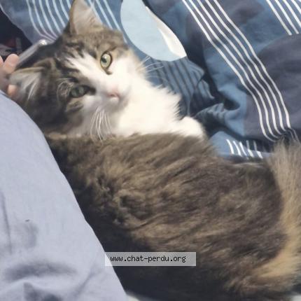 Photo 1/1 Woody Chat lost in Viuz en sallaz