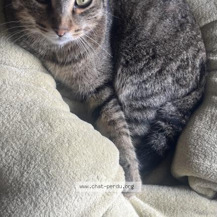 Photo 1/1 oreo Chat lost in Saint nauphary