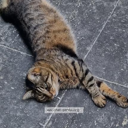 Photo 1/1 Mimie Chat lost in Bry sur marne