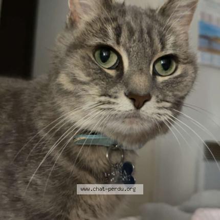 Photo 1/1 Louna Chat lost in Lille sud