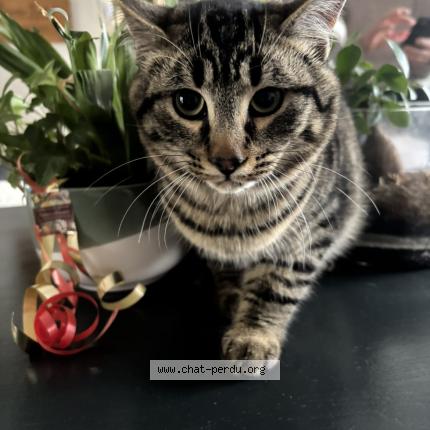 Photo 1/1 Apollon Chat lost in Vergt