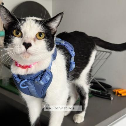 Photo 1/1 Marty Chat lost in San diego