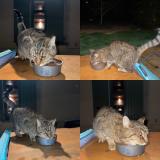 Picture of cat found at Saint Andre