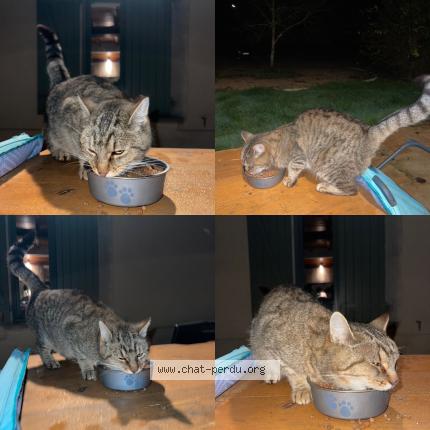 Photo 1/1 Found cat Found in Saint andre