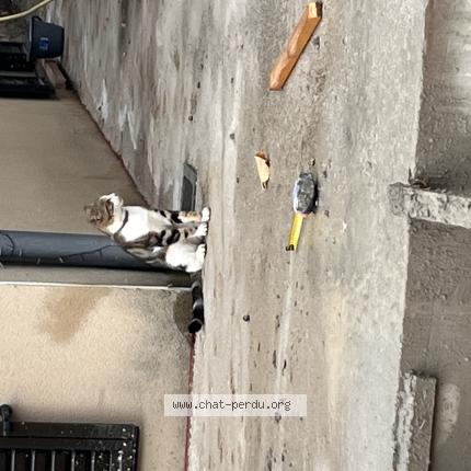 Photo 1/1 Beb Chat lost in Sorede