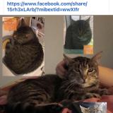 Picture of cat lost at Saint Symphorien Sur Saone