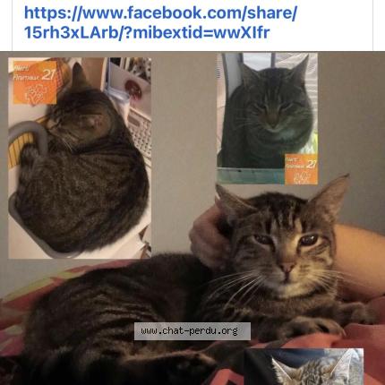 Photo 1/1 Cookie Chat lost in Saint symphorien sur saone