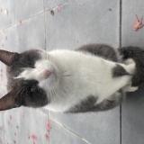 Picture of cat found at Vertou