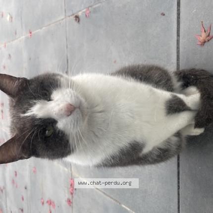 Photo 1/1 Found cat Found in Vertou