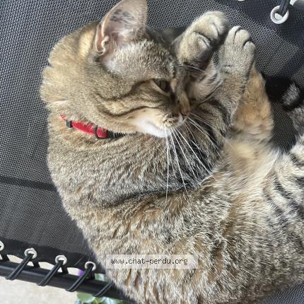 Photo 1/1 Alys Chat lost in Lyon