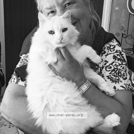 Photo 1/1 JUNON Chat lost in Treigny