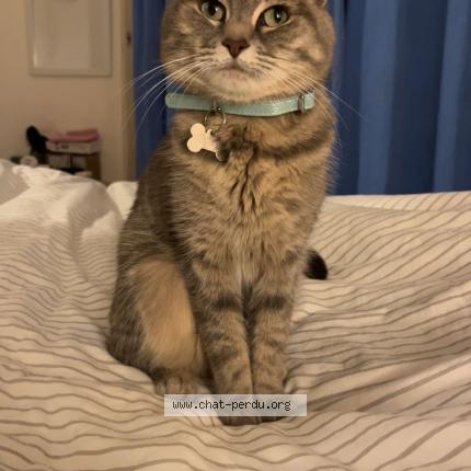 Photo 1/1 Louna Chat lost in Lille