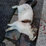 Picture of cat found at Saumur