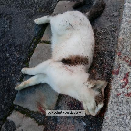 Photo 1/1 Found cat Found in Saumur