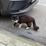 Picture of cat found at Ixelles