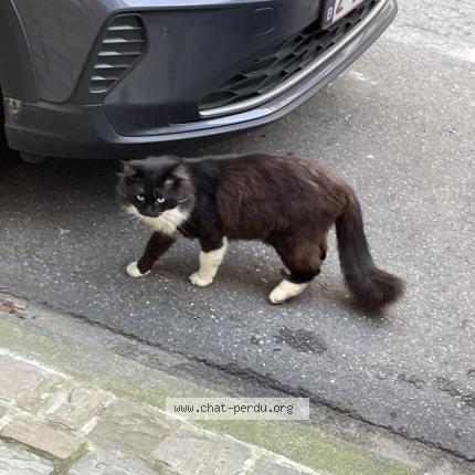 Photo 1/1 Found cat Found in Ixelles