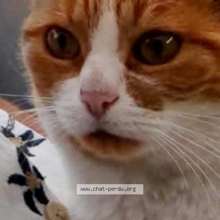 Photo 1/1 Iris Chat lost in Hersin coupigny