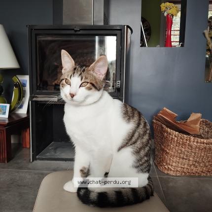 Photo 1/1 Apache Chat lost in Talant