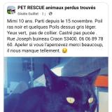 Picture of cat lost at Craon