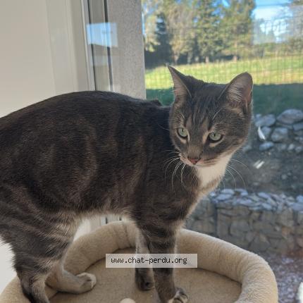 Photo 1/1 Poub’z Chat lost in Saint pargoire