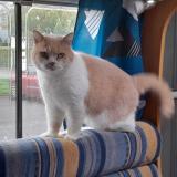 Picture of cat lost at Raon L Etape