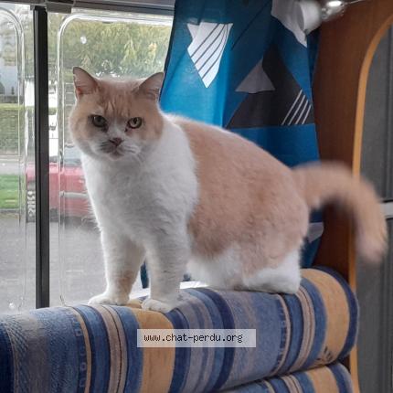 Photo 1/1 Hisati Chat lost in Raon l etape