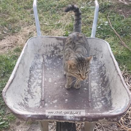 Photo 1/1 Croquette Chat lost in Erome