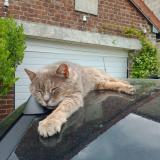 Picture of cat lost at Chauny