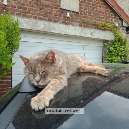 Photo 1/1 Mimie Chat lost in Chauny