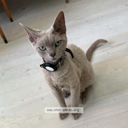 Photo 1/1 Guiness Chat lost in La neuveville