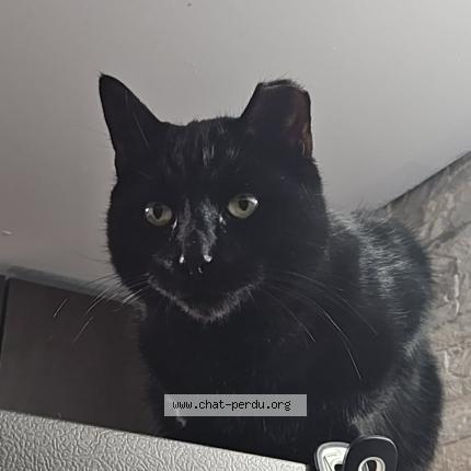 Photo 1/1 Reunited cat Lost in St Hubert